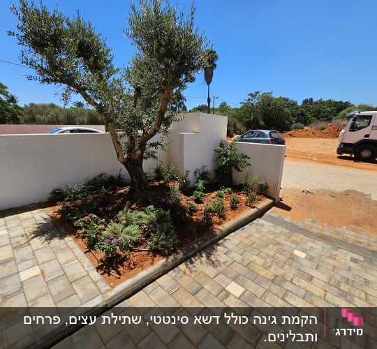 עץ זית וערוגת פרחים בגינה קטנה